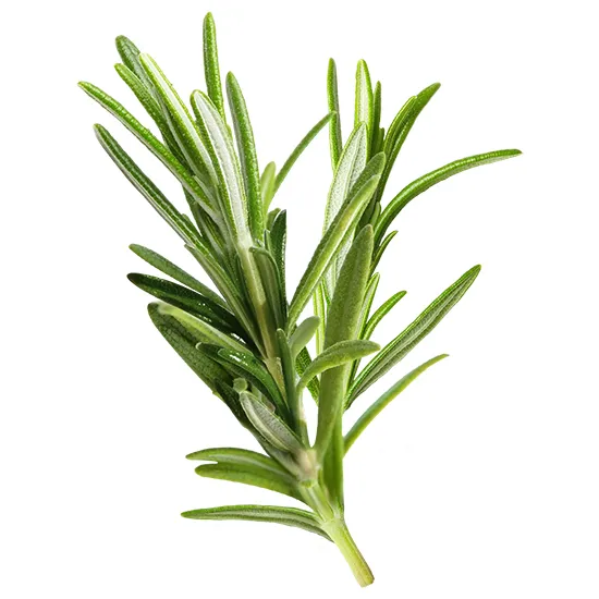 Rosemary Extract