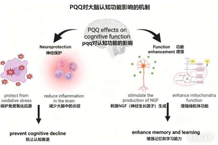 Brain Health Ingredient Series 2 Pyrroloquinoline Quinone (PQQ): The Energy Activator Protecting Neuronal Cells