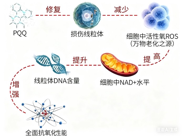 Brain Health Ingredient Series 2 Pyrroloquinoline Quinone (PQQ): The Energy Activator Protecting Neuronal Cells