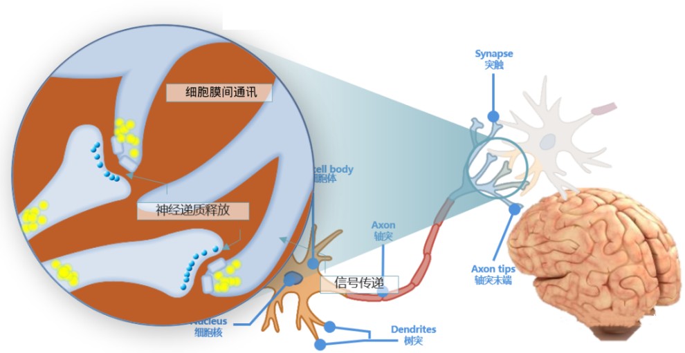 Phosphatidylserine（PS）: The “Natural Brain Nutrient”for Memory Protection