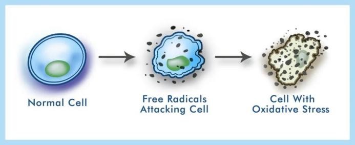 Brain Health Ingredient Series 2 Pyrroloquinoline Quinone (PQQ): The Energy Activator Protecting Neuronal Cells