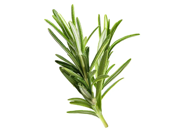 Application of Rosemary Extract in Pet Food