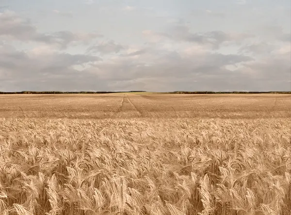 Advantages of Oat &beta;-Glucan in Food Applications