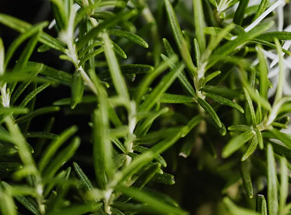 Natural Treasure: Rosemary Extract, A New Antioxidant Force