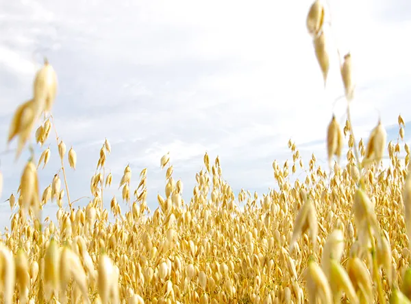 L&P Foods Health Management Solution: Oat &beta;-Glucan