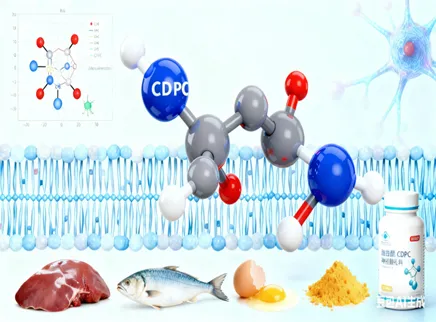 【Brain Health Ingredient Series 4】 Citicoline (CDPC): The &ldquo;Phospholipid Precursor&rdquo; for Neural Repair