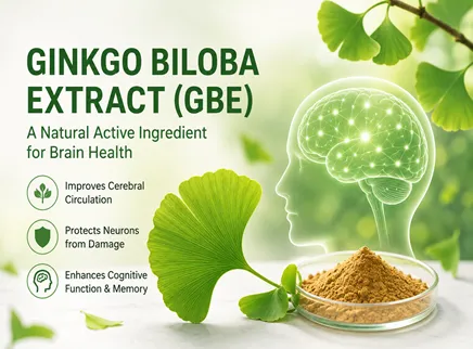 【Brain Health Ingredient Series 8】 Ginkgo Biloba Extract (GBE): A Natural Active Ingredient for Improving Cerebral Circulation